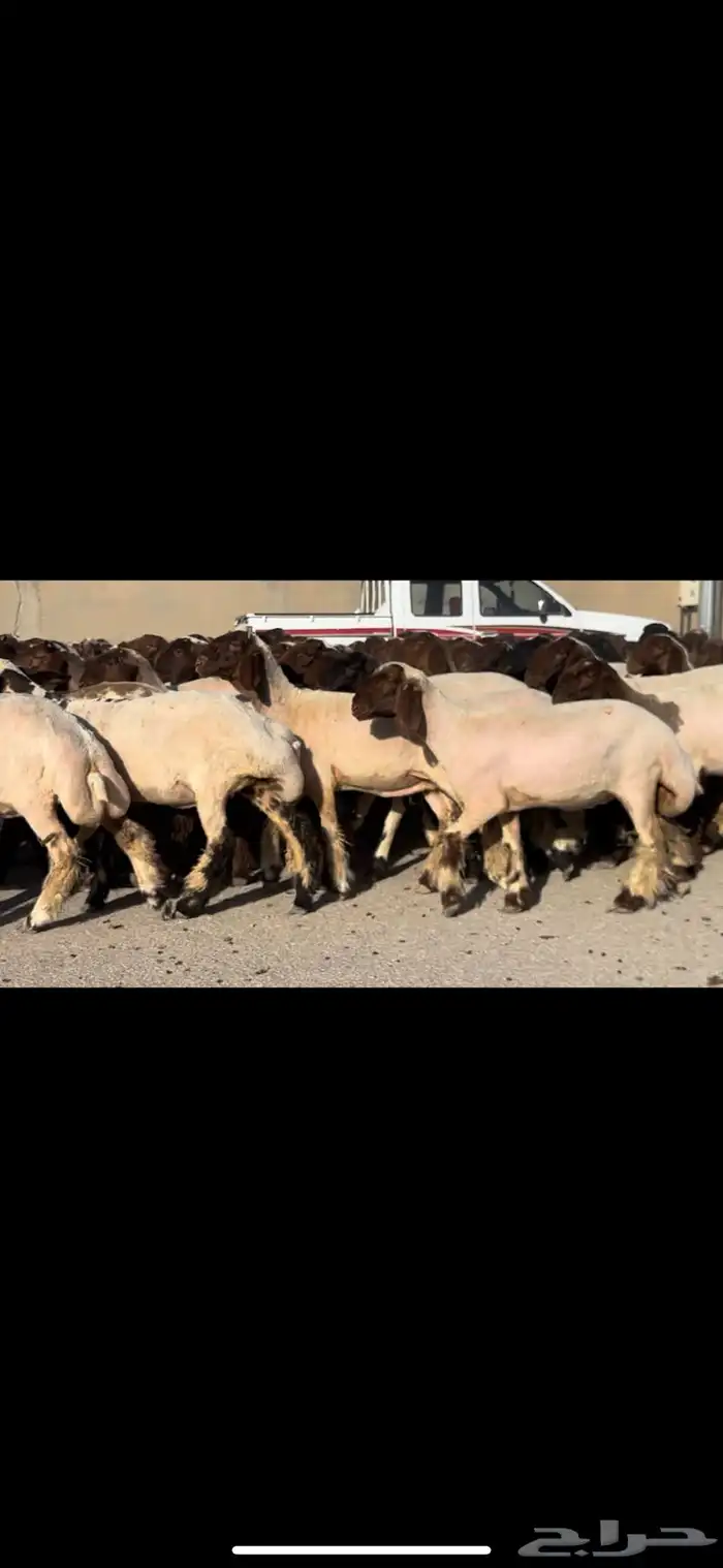 جذعات فاخرة مراح واحد خصم الخصم 2
