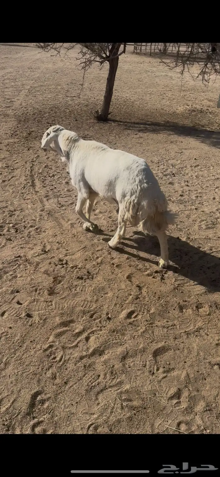 القاعه 0