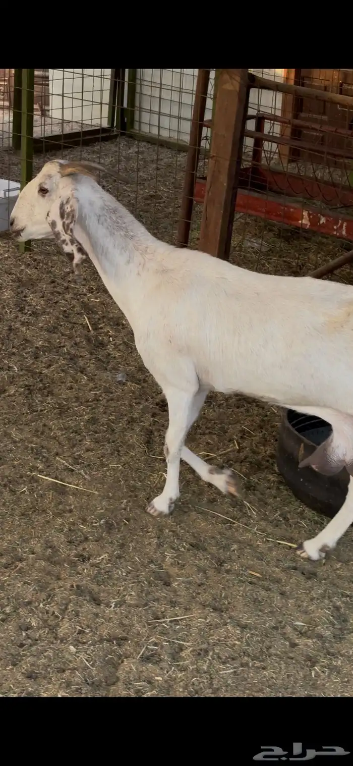 عنز بيشيه مهجنه مقنوي جرم 3