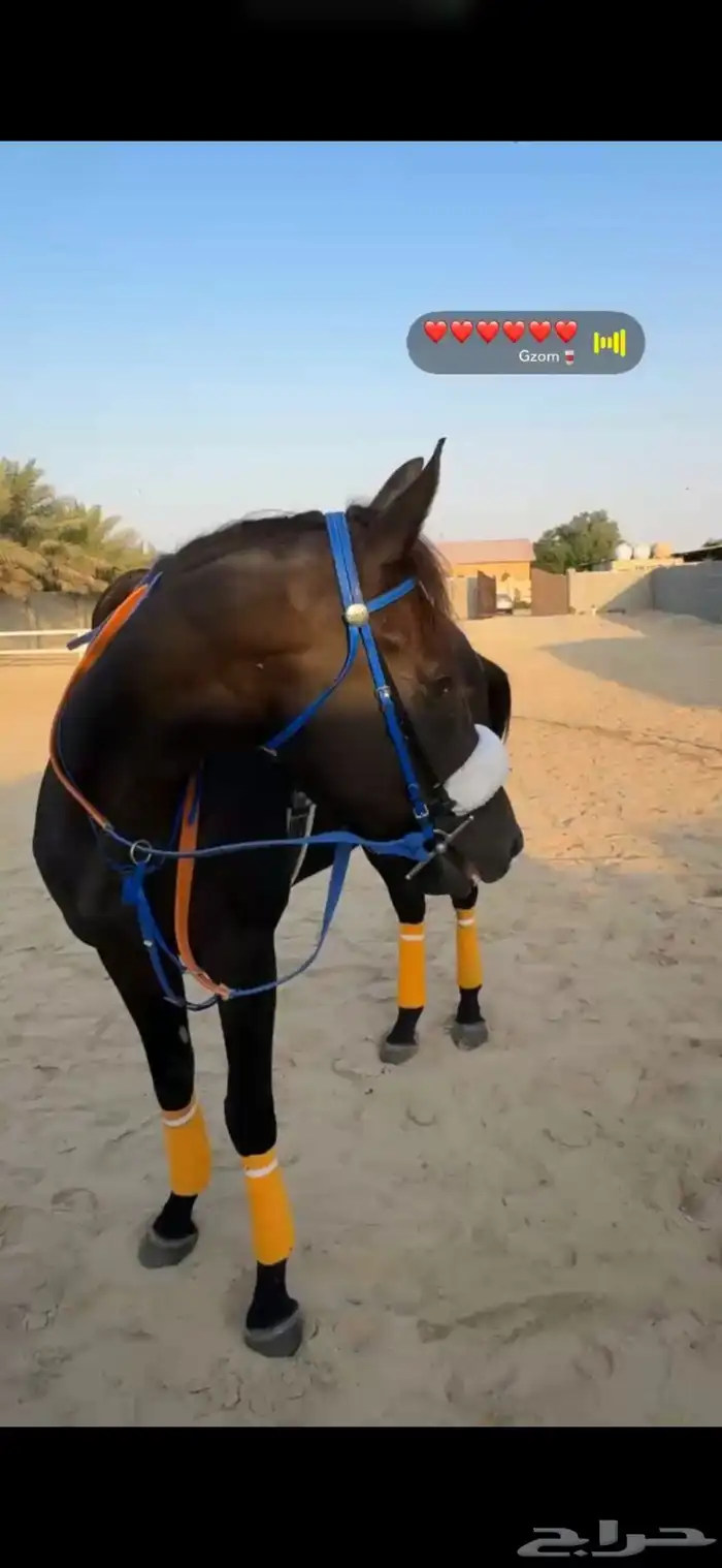 خيل 4