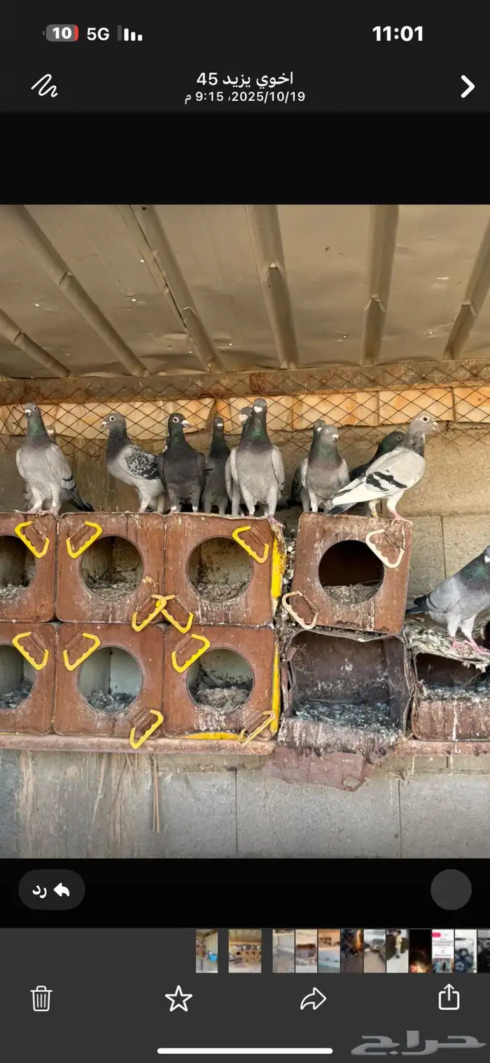 حمام زاجل بعضه الحمام محجل حجل سباق من شريته 3