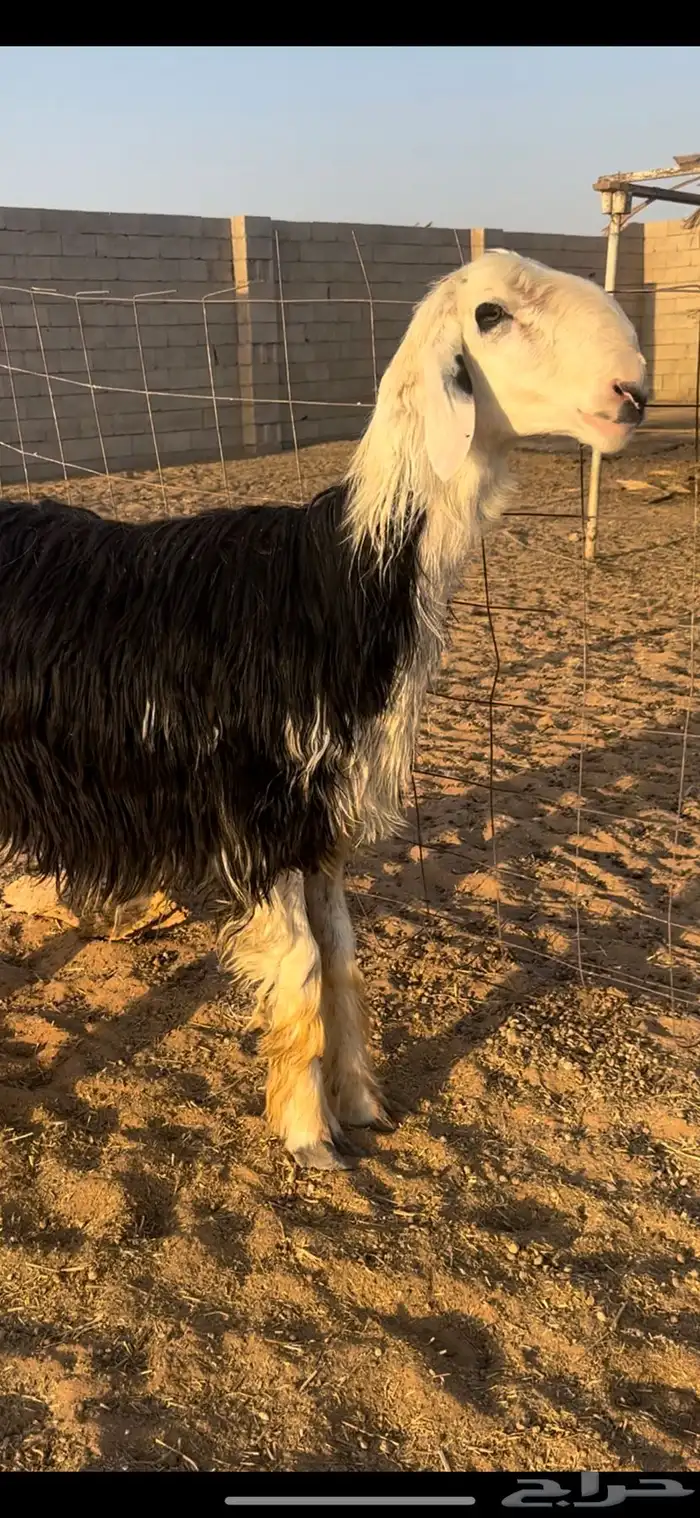 فحل نجدي مشروط 0