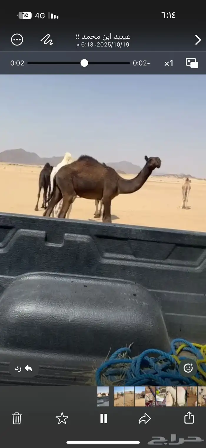 قعدان فحول 3