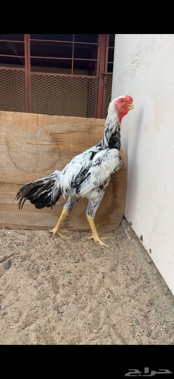 ديك فارسي للبيع 0