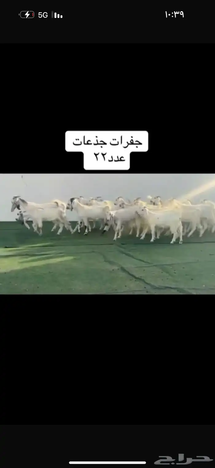 عرض بيع جفارات نوادر 1