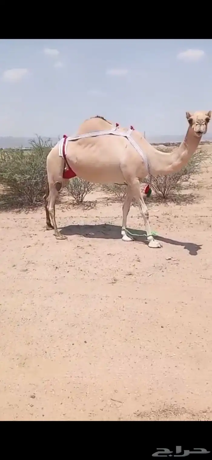 ناقه اركه اصل ضروبه للبيع مشروطه من كل عذروب 1