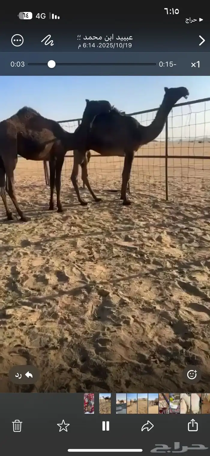 قعدان فحول 0