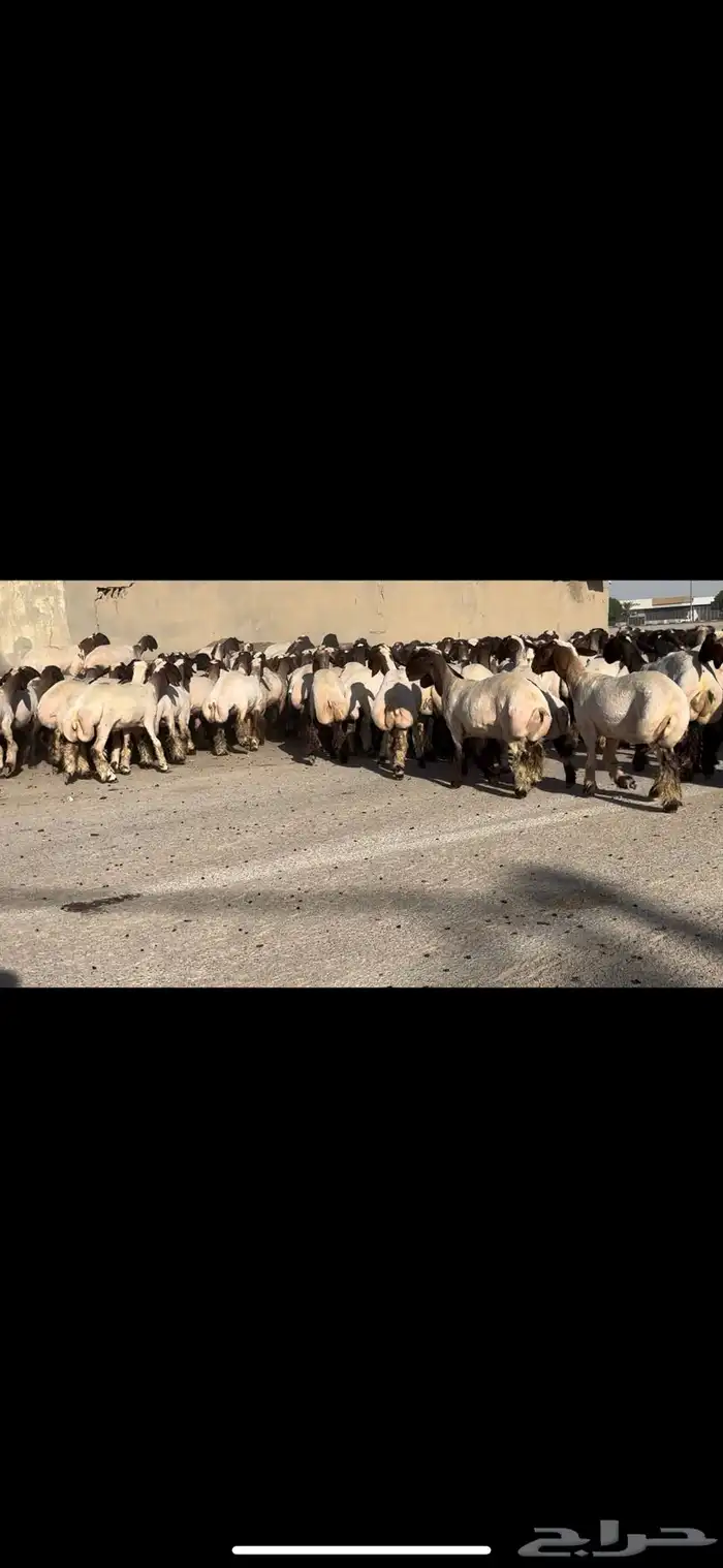 جذعات فاخرة مراح واحد خصم الخصم 8