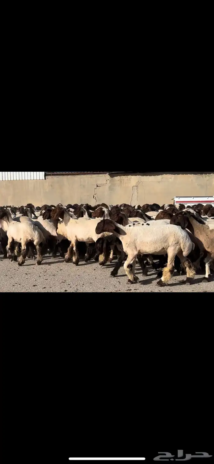 جذعات فاخرة مراح واحد خصم الخصم 5