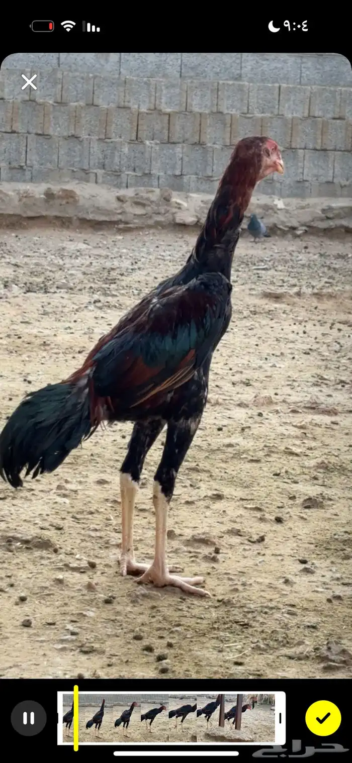 زوج شامو 0