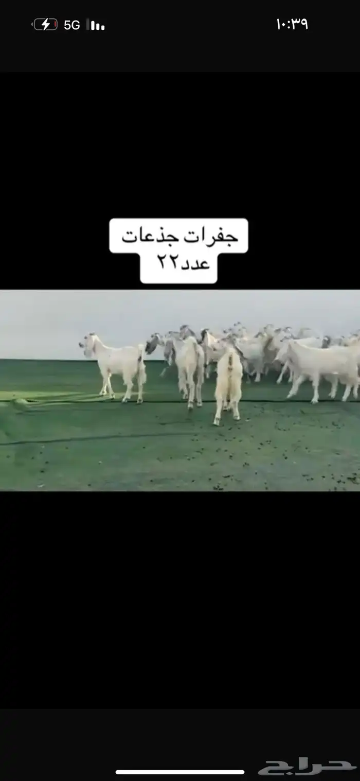 عرض بيع جفارات نوادر 3