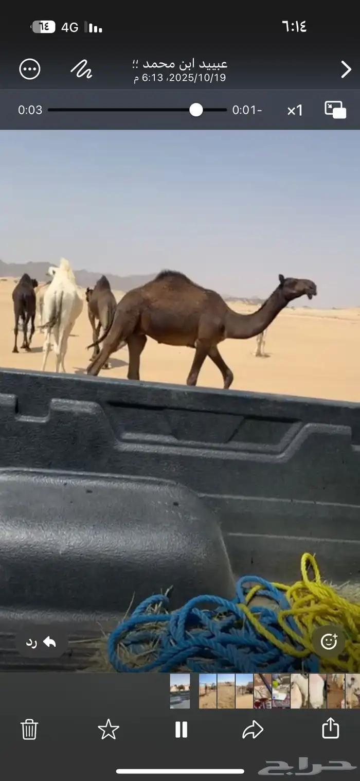 قعدان فحول 1