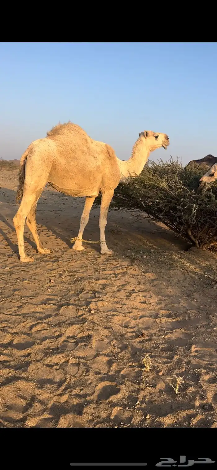 ناقه للبيه 1