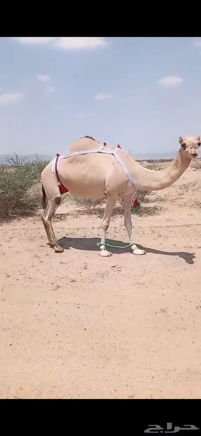 ناقه اركه اصل ضروبه للبيع مشروطه من كل عذروب 2