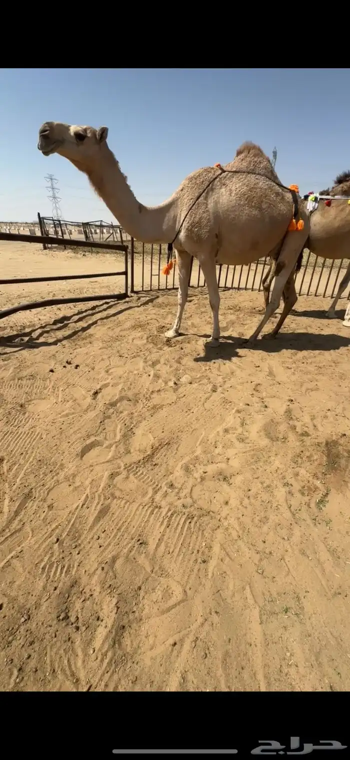 ضروبه شماليه طيبه 0