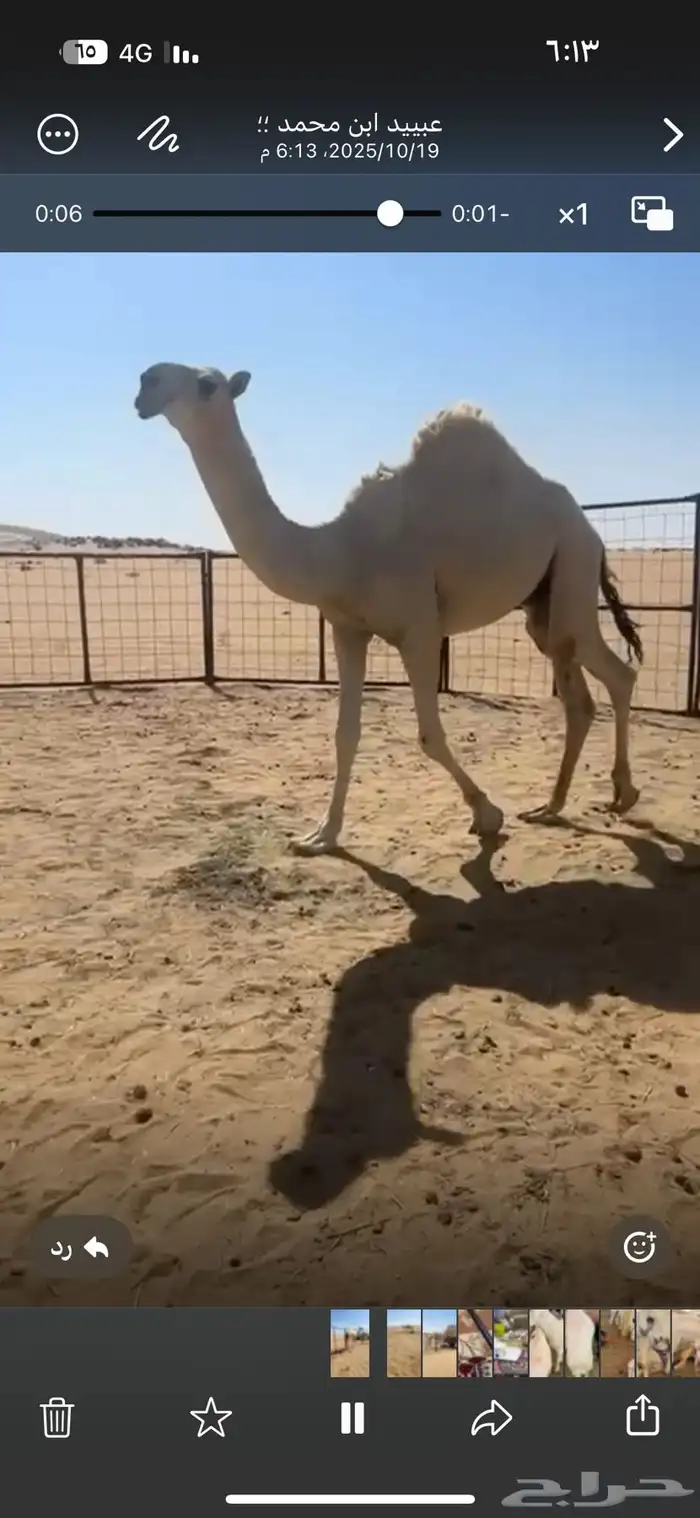 قعدان فحول 5