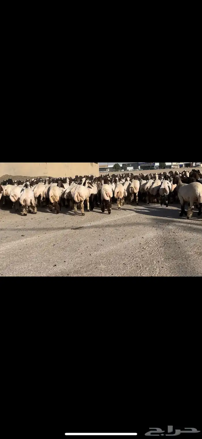 جذعات فاخرة مراح واحد خصم الخصم 7
