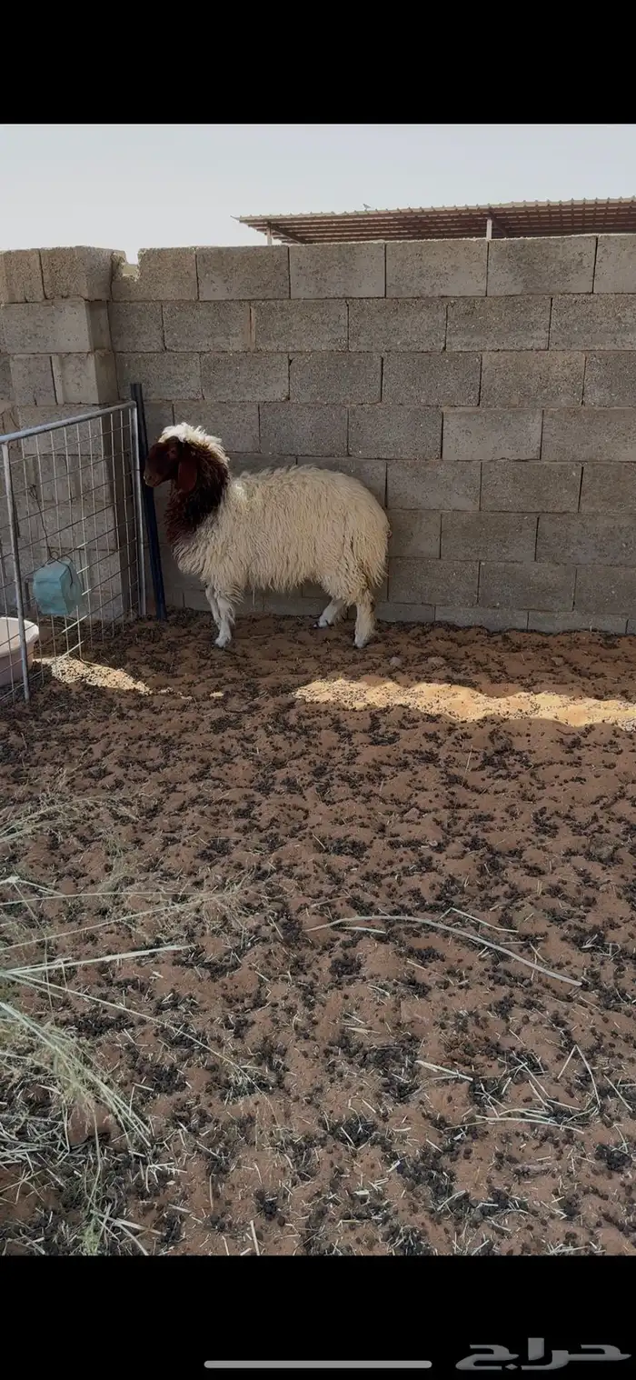 ذبيحه جذعه نعيميه ويتوفر لباني حري 1