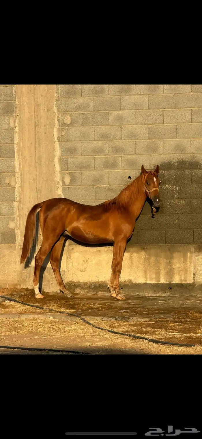 مهر أبيه مورسيدس وأمه كفو فيد تقدم بسيط العمر سنتين حولها 0
