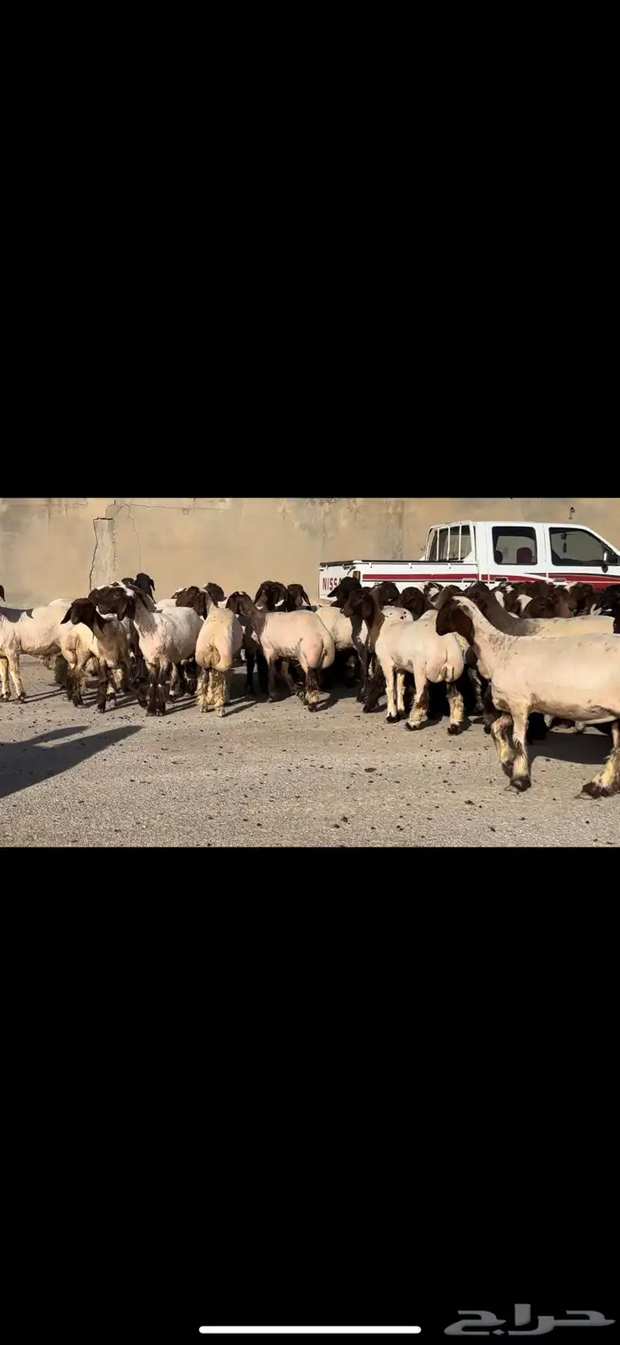 جذعات فاخرة مراح واحد خصم الخصم 4