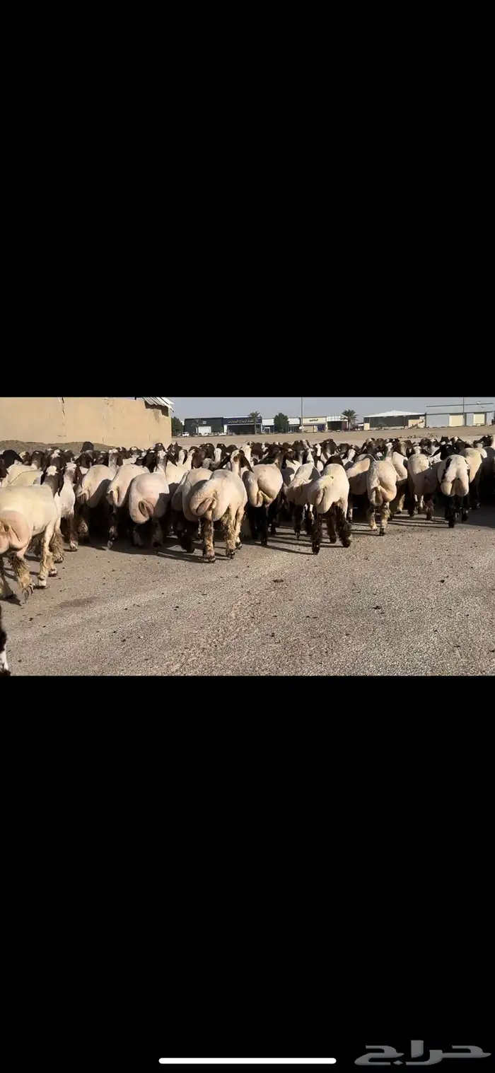 جذعات فاخرة مراح واحد خصم الخصم 6