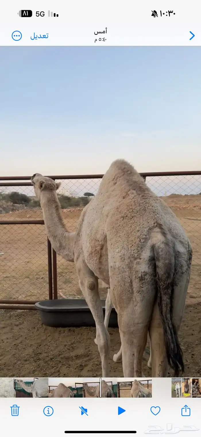 بكره مفروده 0