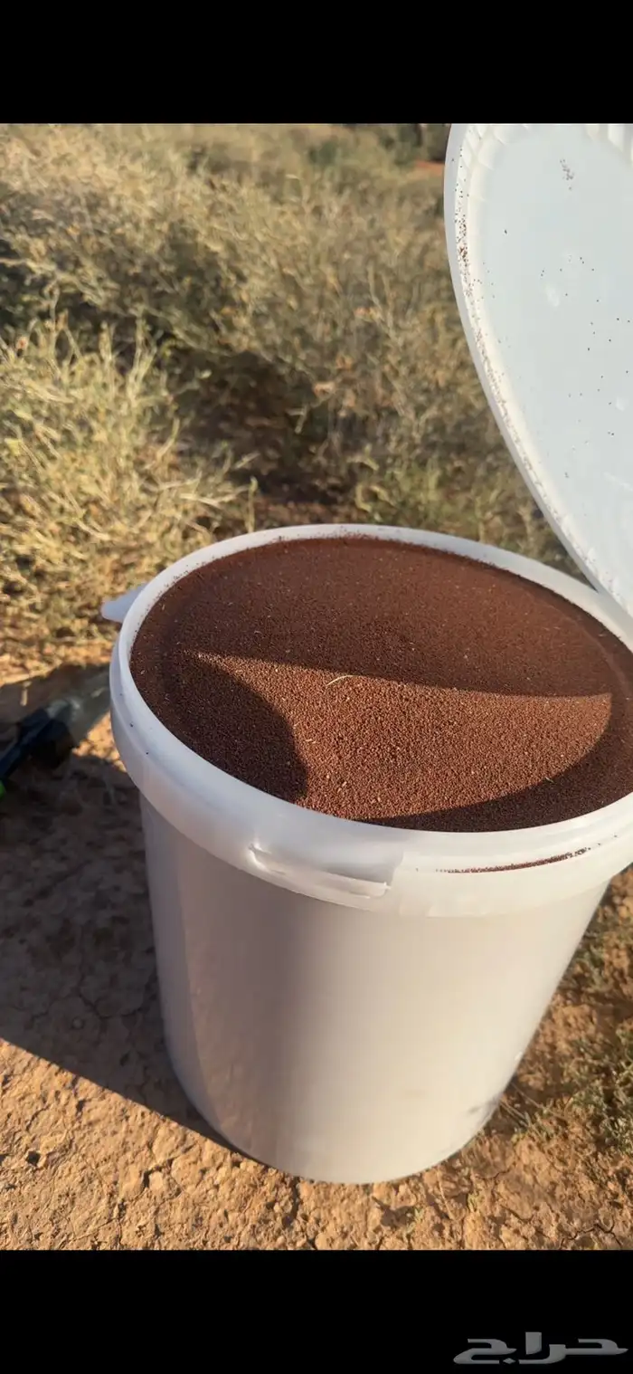 بذور برية جديده ونضيفه بالكيلو (رقروق) نبات (الجريد) 5