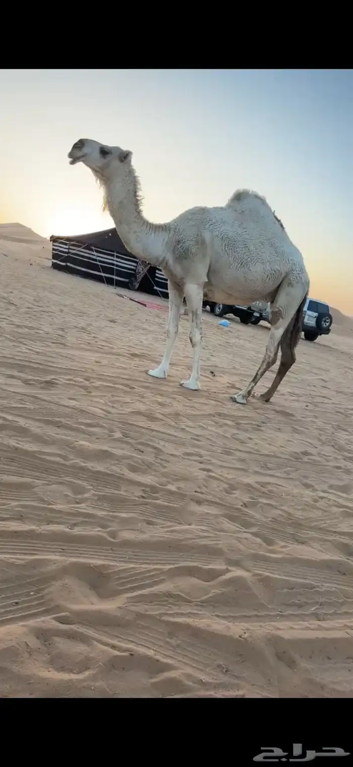 لقحه ملاقي كفو 1