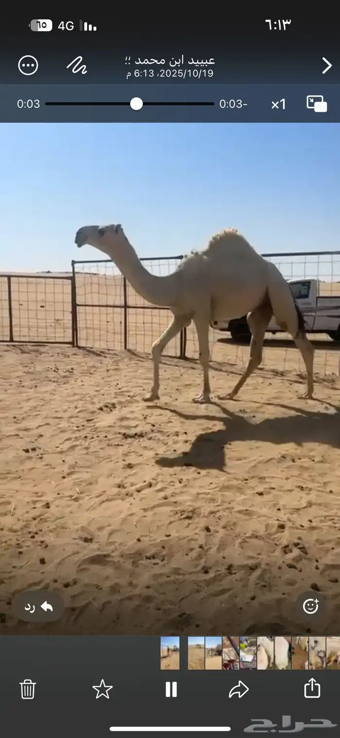 قعدان فحول 4