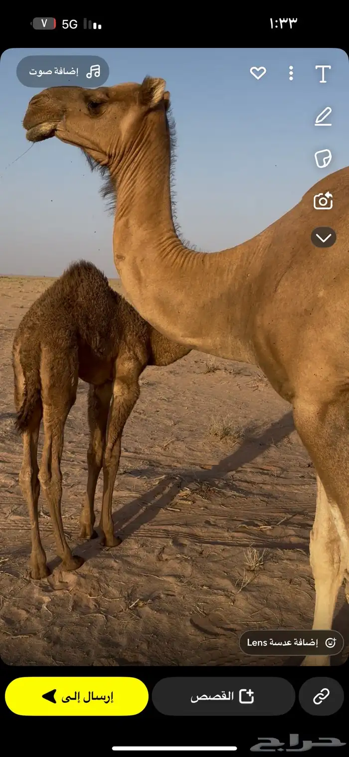 خلفه حمرا مصغر 1