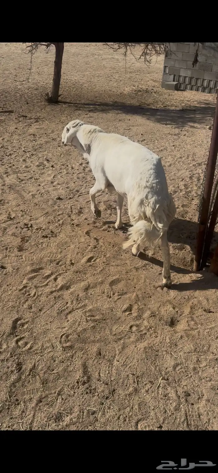القاعه 2