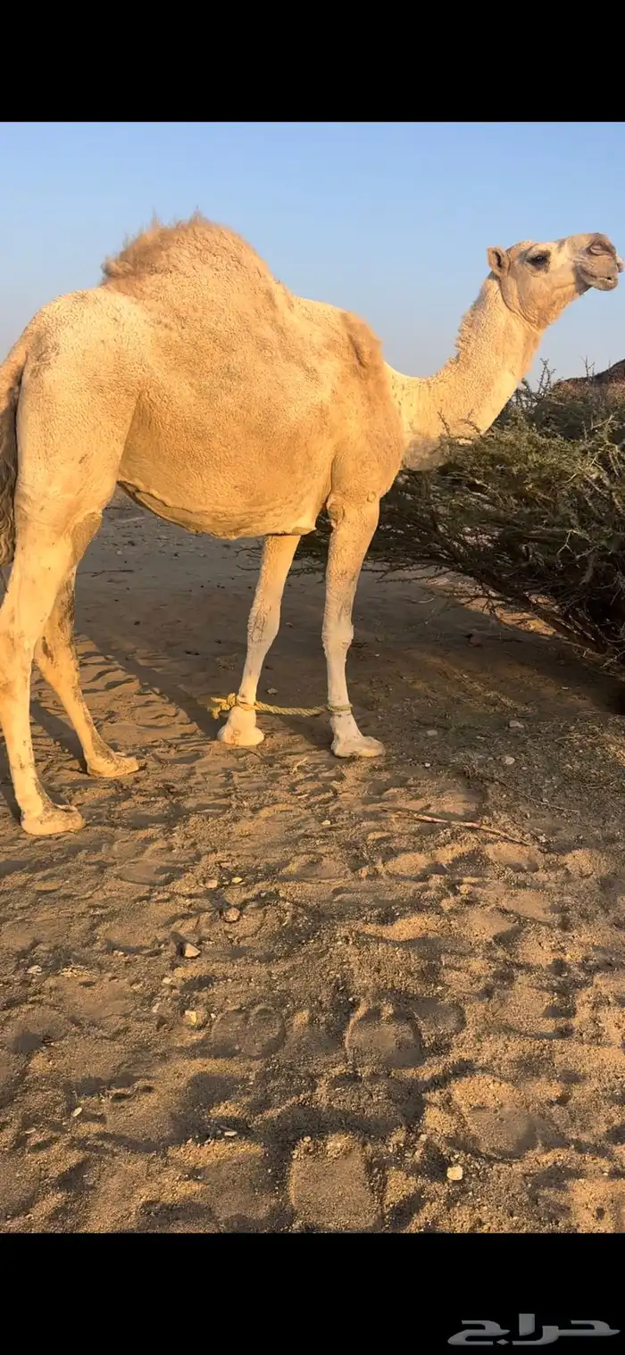 ناقه للبيه 0