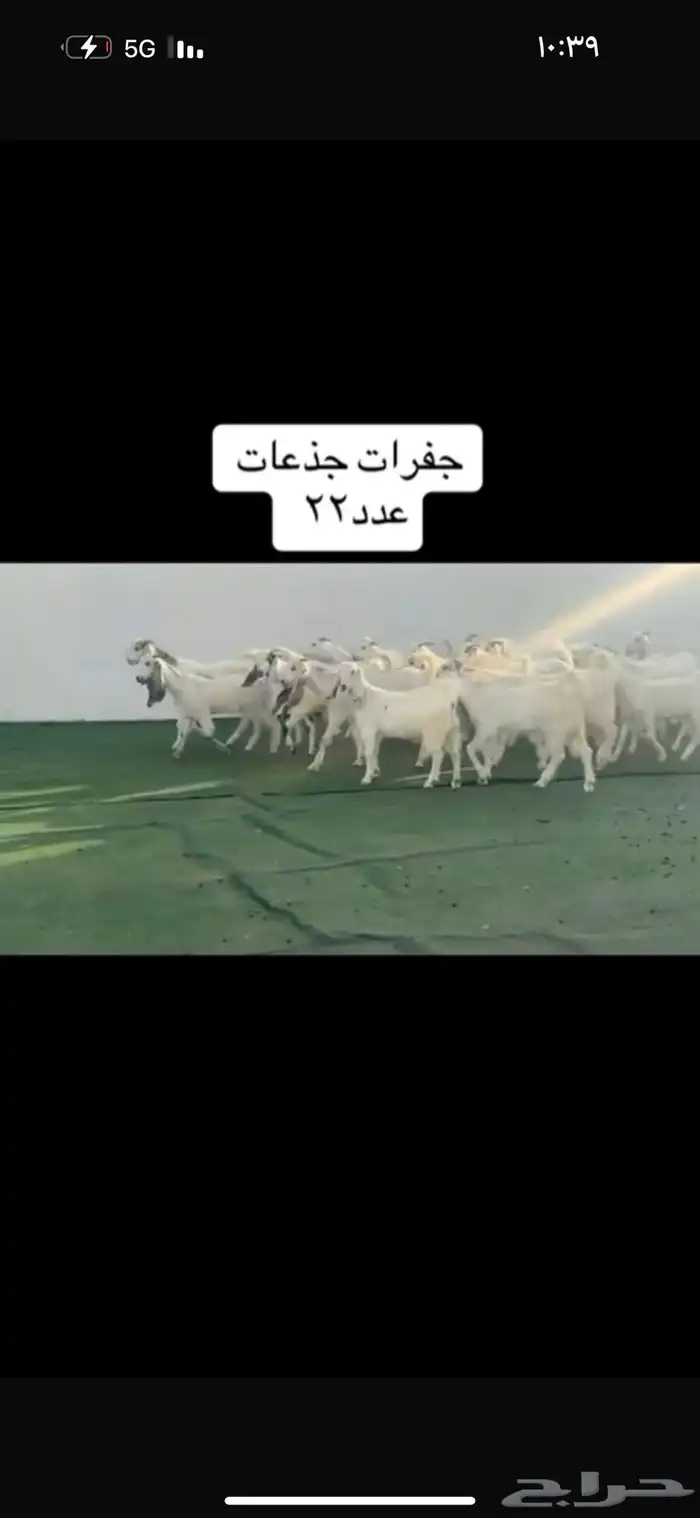 عرض بيع جفارات نوادر 2
