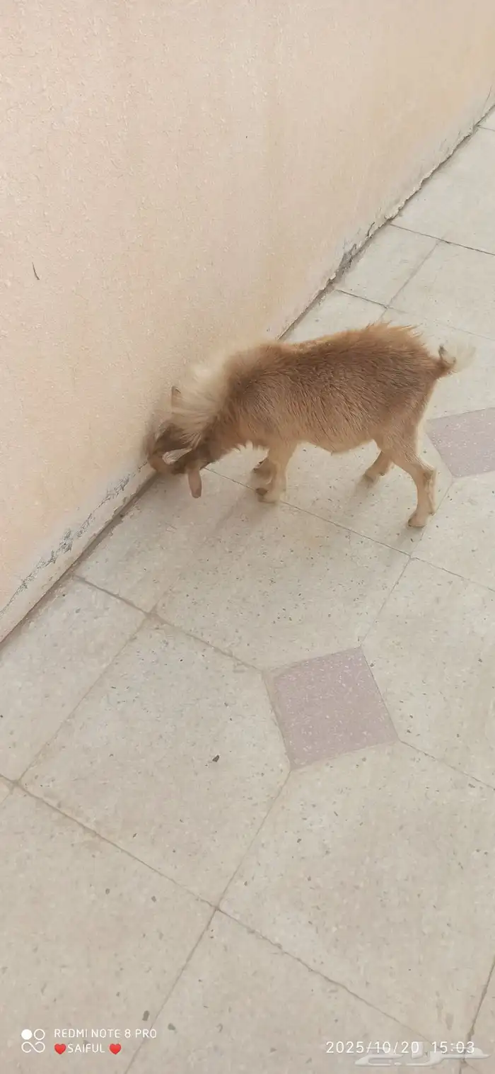 ماعز قزم العمر 8 أشهر 2