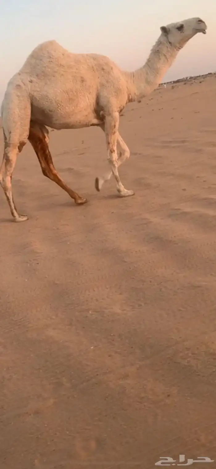 بكره وضحا جذعه رمانيه الجرم ماشالله والطبع طيب 0