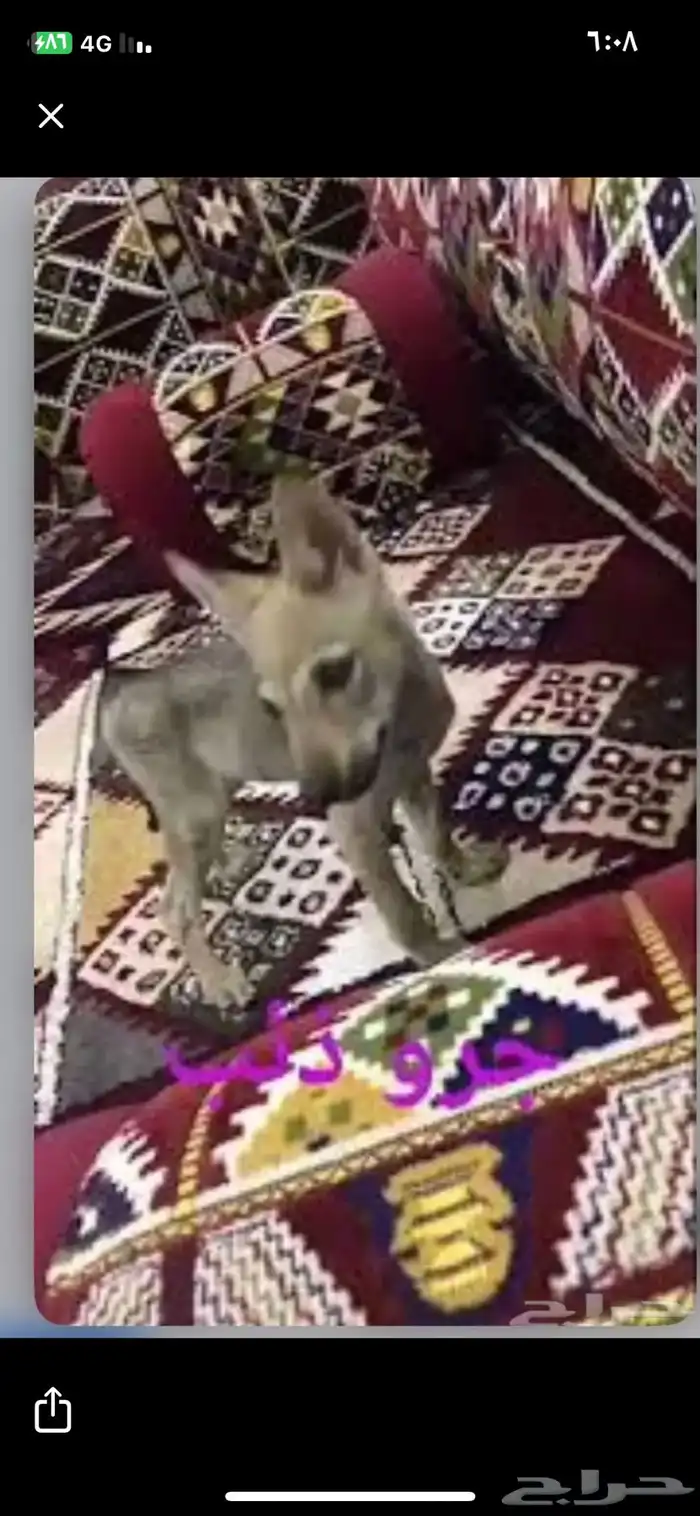 مطلوب ذيب جرو 0
