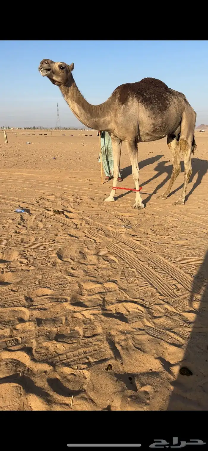 ضروبه اركه كفوو 0