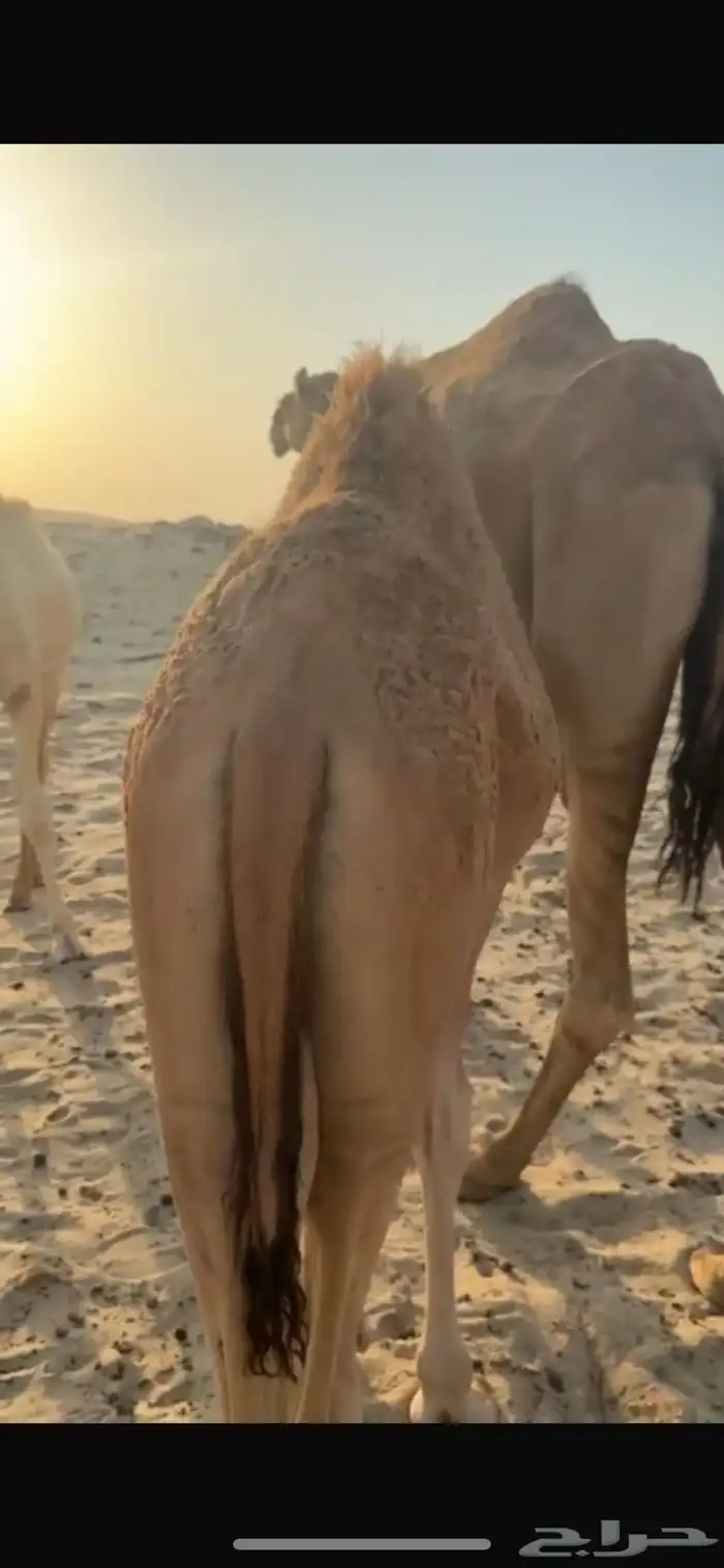 قعود للبيع غرب الدمام شرق كبري صلاصل 0