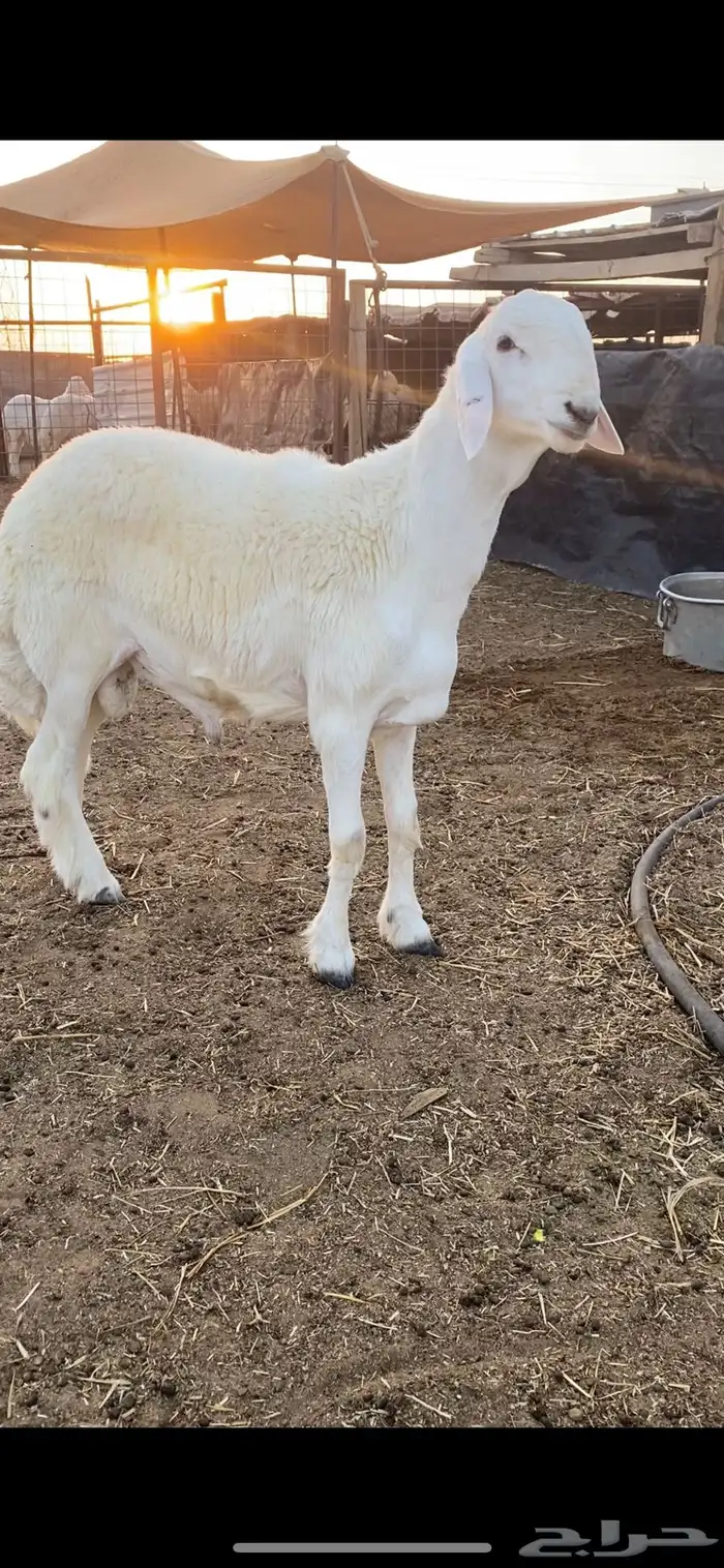 طلي حري صنف وبره قطنيه راس ملكي .. 4