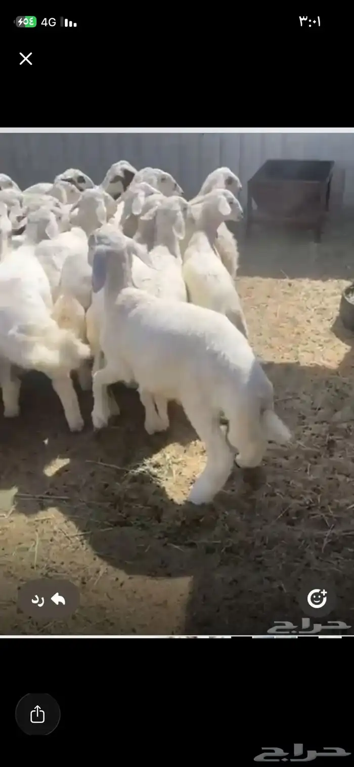 ذبايح حري بري عمر شهرين ونص شرق الرياض 0
