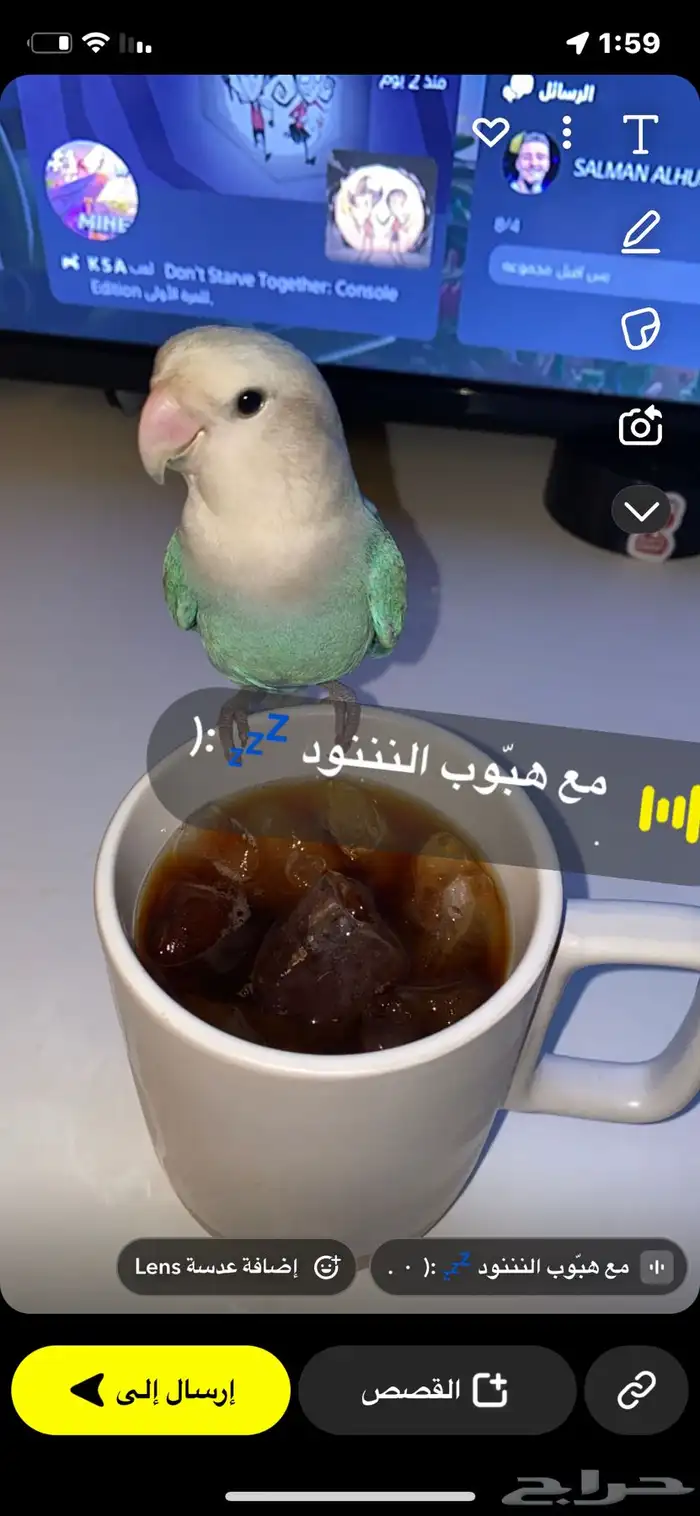 بادجي وجوز روز البينو وروز ازرق كلهم اليفين 1