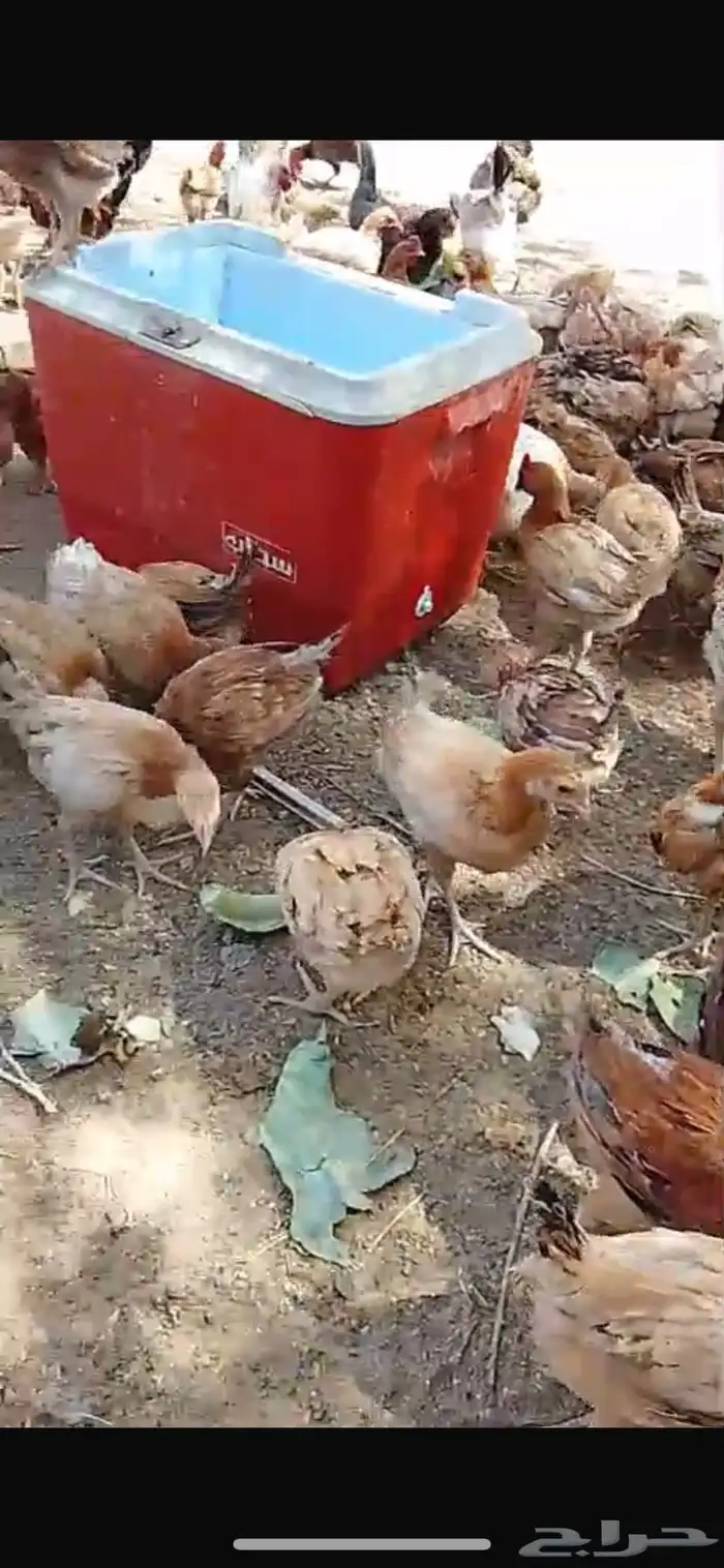 صيصان للبيع 0