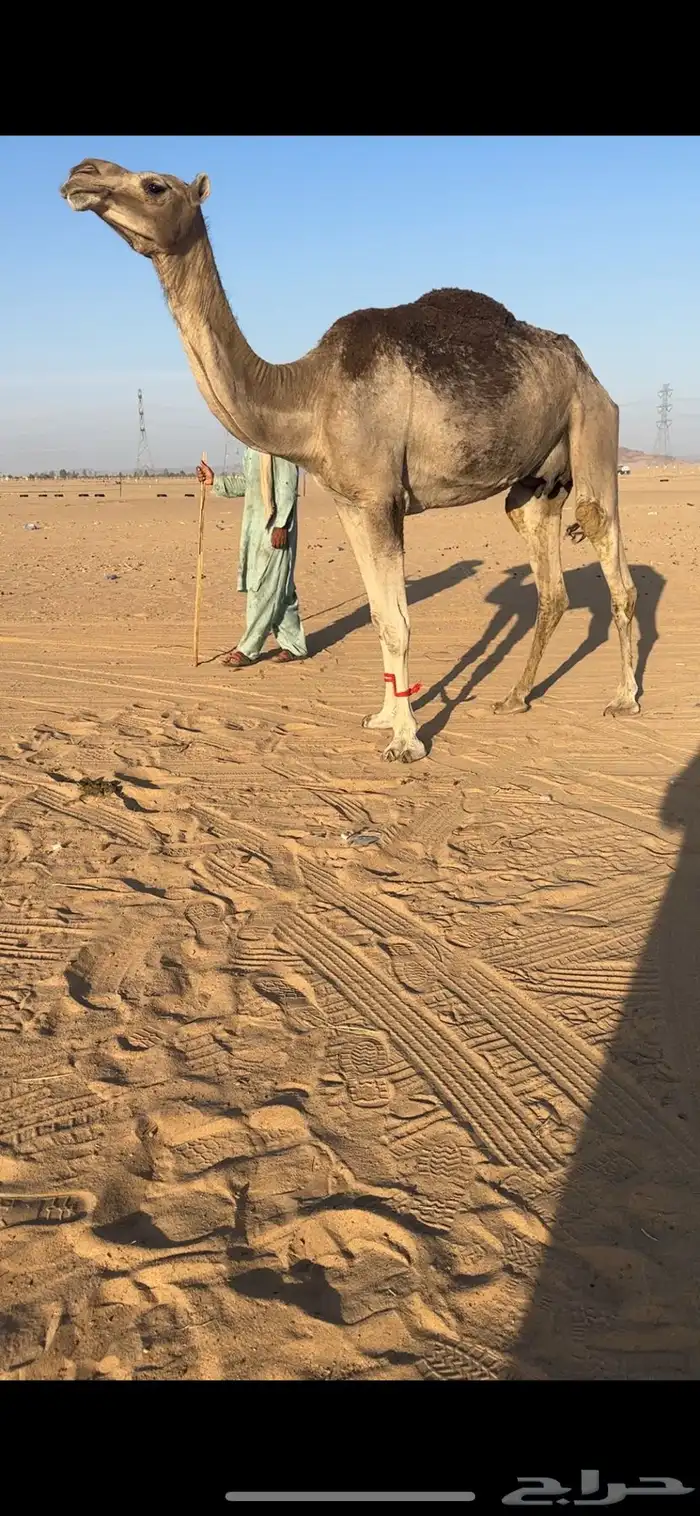 ضروبه اركه كفوو 4