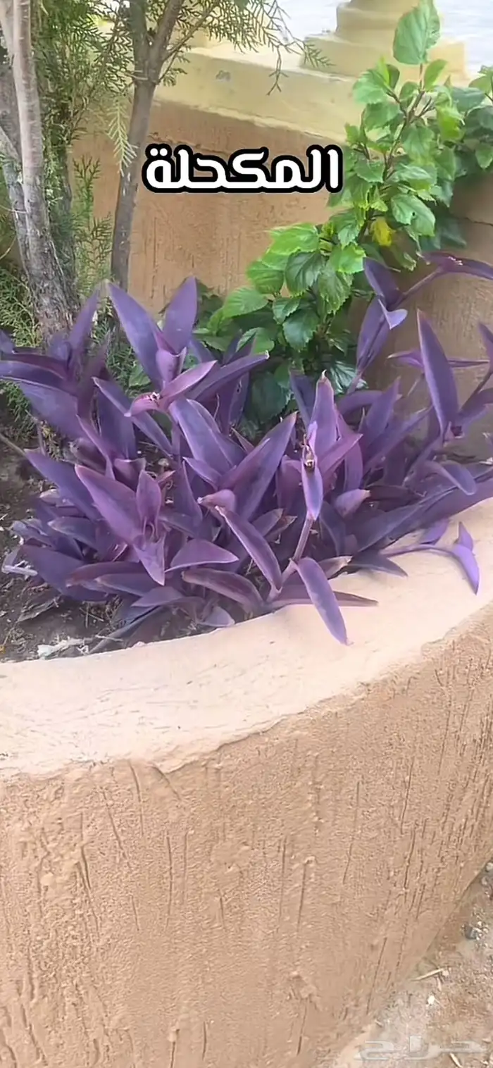 نباتات وصبارات الاثنين ب 5 8