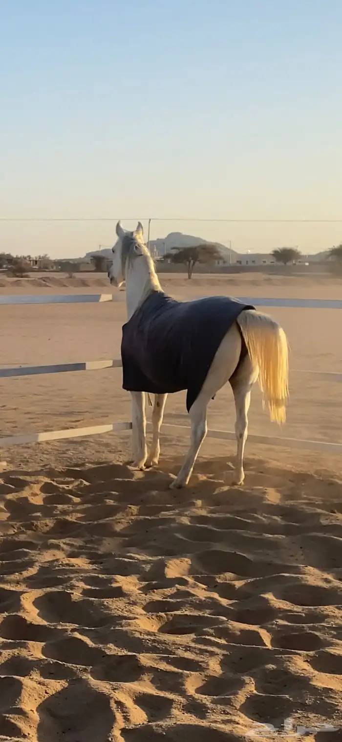 فرس شعبيه تحتها مهر 2