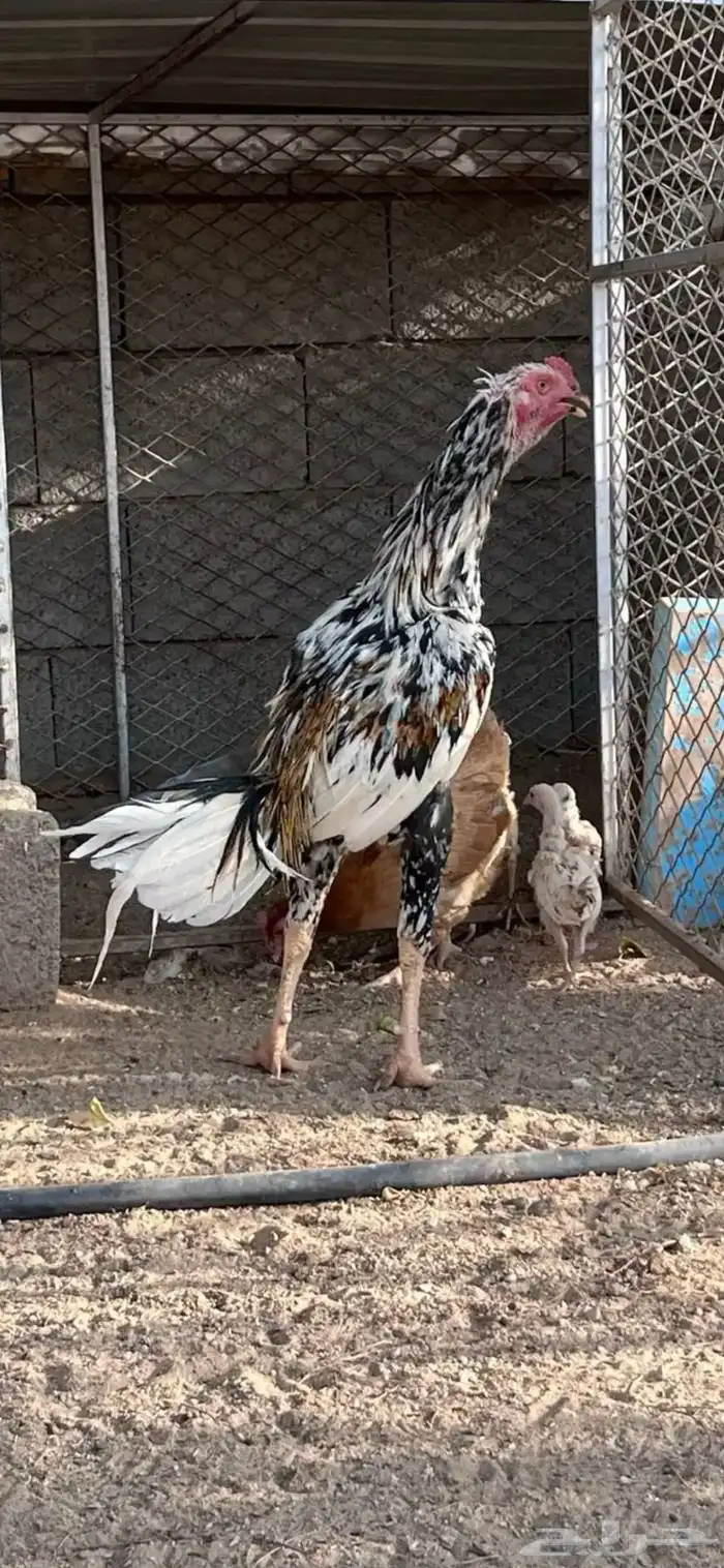 ديك بكستاني شرط 1