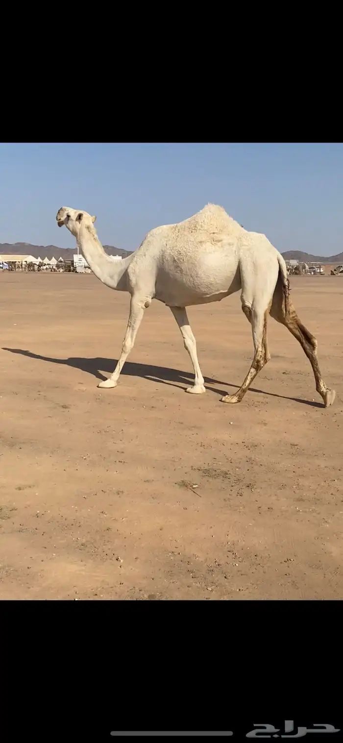 ضريبة رباع مبيوع ولدها سنها 0