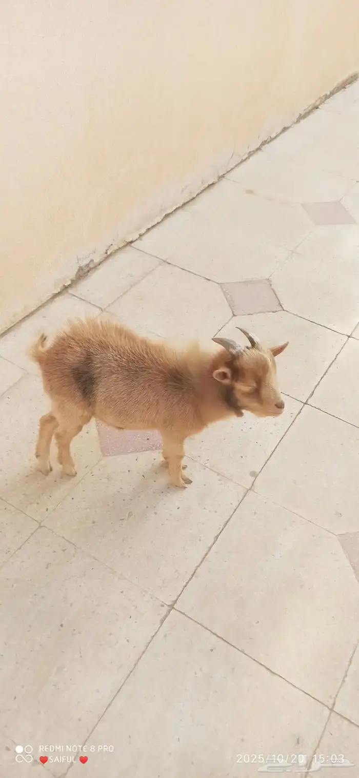 ماعز قزم العمر 8 أشهر 0