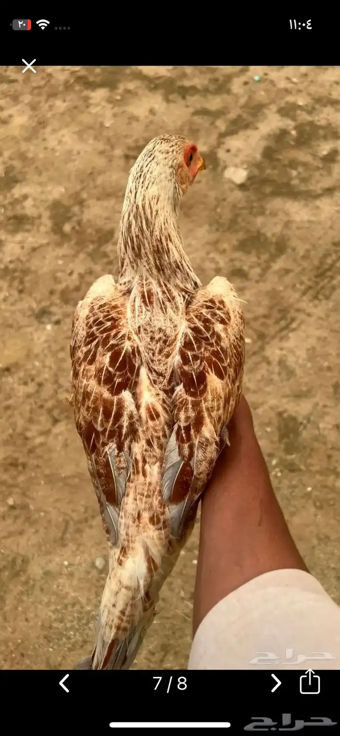 ديك شامو 3