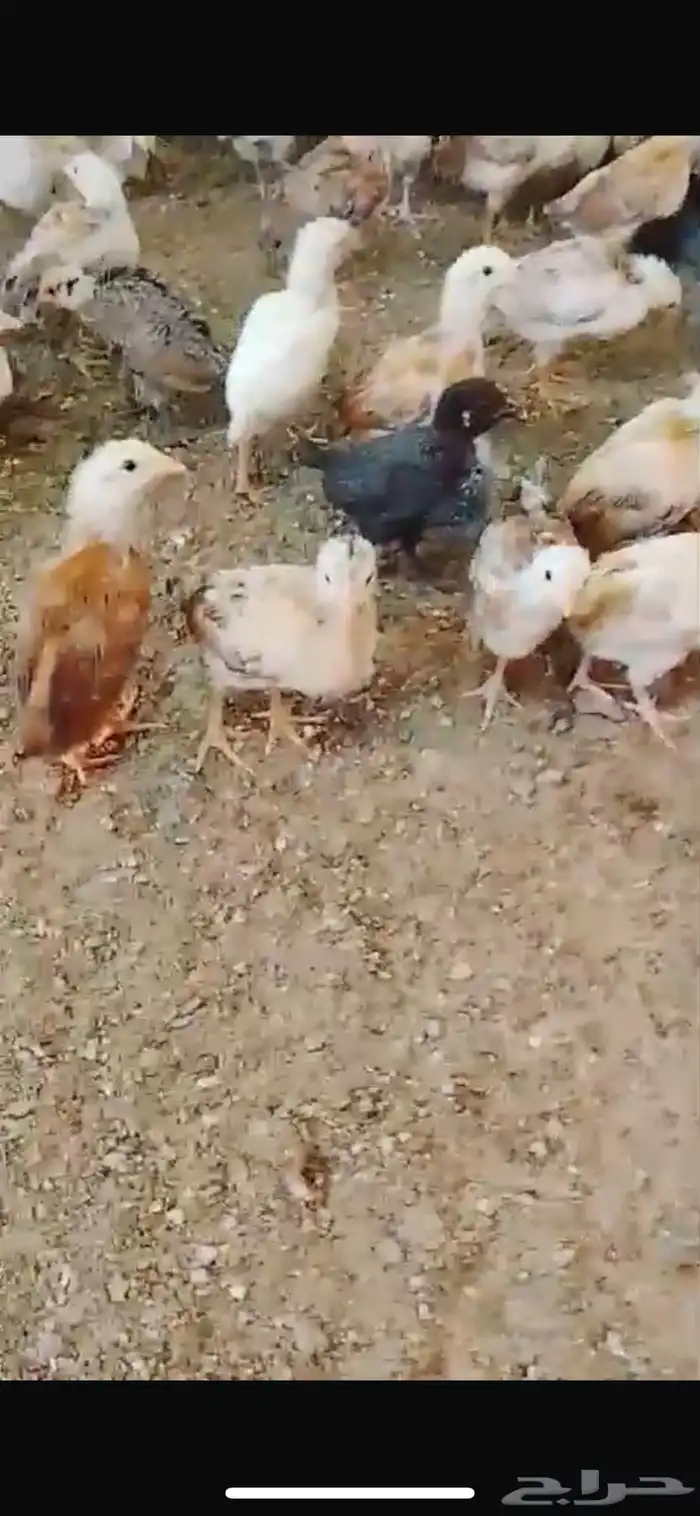 صيصان للبيع 0